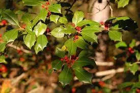 50 Seeds American Holly Seeds Tree Seeds for Planting Ilex opaca Seeds English Holly Seeds