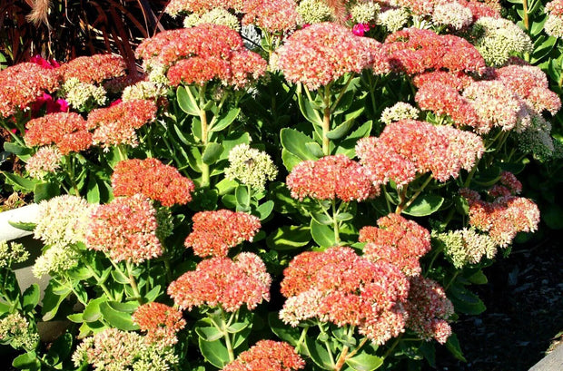 1000 Seeds Autumn Joy Sedum Seeds Stonecrop Seeds for Planting Hylotelephium telephium Orpine Seeds Orphan John Witch's Moneybags Seeds