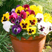 1500 Pansy Flower Seeds Garden Pansy Pink Pansy Seeds Violet Pansy Blue Pansy Flower Mixed Color