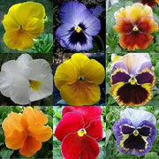 1500 Pansy Flower Seeds Garden Pansy Pink Pansy Seeds Violet Pansy Blue Pansy Flower Mixed Color