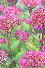 1000 Seeds Autumn Joy Sedum Seeds Stonecrop Seeds for Planting Hylotelephium telephium Orpine Seeds Orphan John Witch's Moneybags Seeds