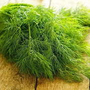3000 Dill Seeds Organic Vegetable Seeds Herb Dill Plant Seeds Anethum graveolens
