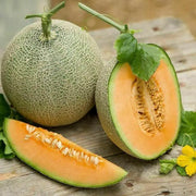 50 Seeds Jumbo Cantaloupe Seeds - Muskmelon seeds - Hales - Rock Spring Cantaloupe melon Seeds - Honeyrock Sweet Melon Fruit Seed - Spanspek Tuscan - Honey Rock Melon seeds - Heirloom Non-GMO