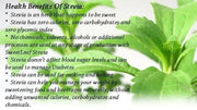 100 Gram Stevia tea herb Leaves Herbal Tea Cay Co Ngot Sweetleaf Stevia Rebaudiana Leaf Tea