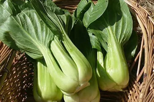 3000 Seeds Green Bok Choy Seeds Sweet Cabbage Salad Seeds Pok Choy bok Choi Chinese White Cabbage Chinese Cabbage Organic Vegetable Planting Non-GMO