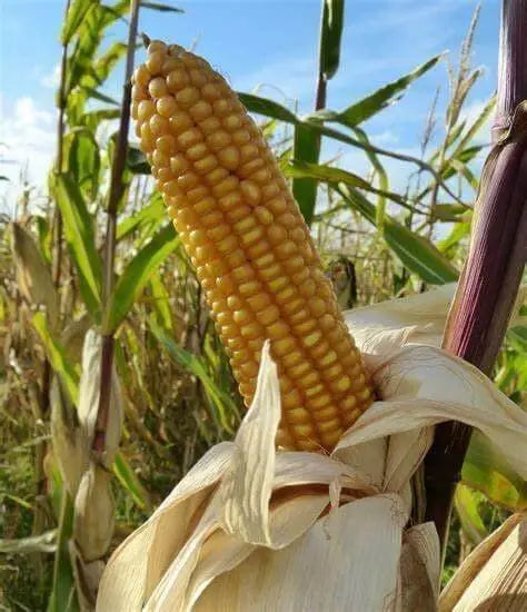 2400 Seeds Field Corn Seeds Yellow Dent Corn Kernels Grain Corn Seeds Field Corn for Corn Meal Grinding Planting Heirloom Non-GMO