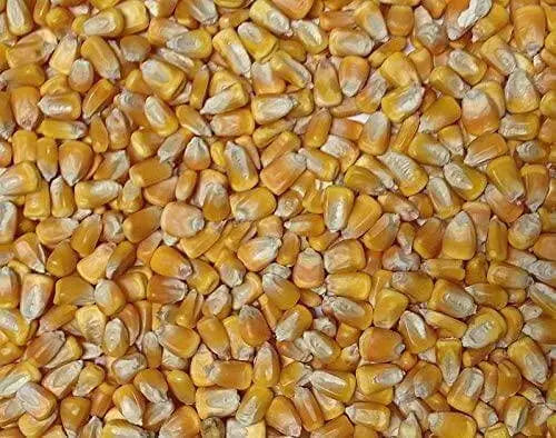 2400 Seeds Field Corn Seeds Yellow Dent Corn Kernels Grain Corn Seeds Field Corn for Corn Meal Grinding Planting Heirloom Non-GMO