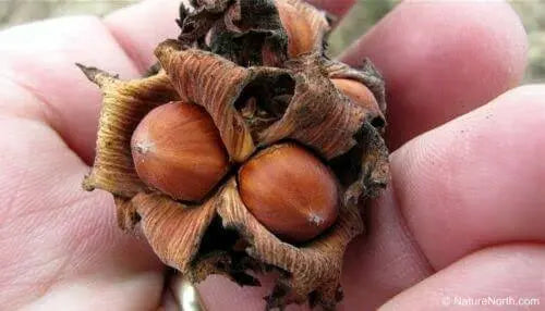 20 Seeds American Hazelnut Tree Seeds Filbert Corylus Americana Fruit Nut Seeds Semillas Graines