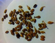30 Seeds Osage Orange Seeds Hedge Osage Apple Tree Seeds Non-GMO Maclura pomifera, Horse Apple, Bois d’arc, Maclura, bodark Tree Seeds