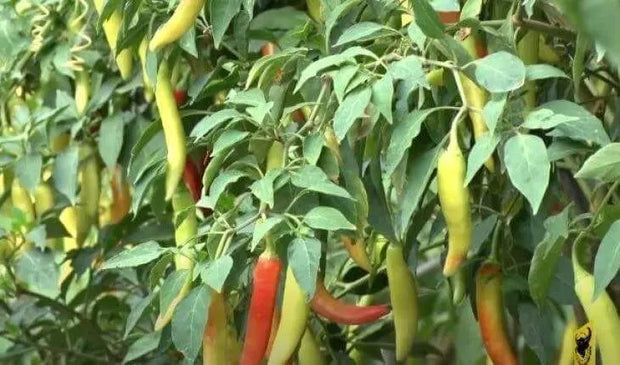 600 Cowhorn Pepper Seeds - Hot Chili Pepper Cow Horn Pepper Seeds Non-GMO - Supper hot Chilli Pepper Seeds
