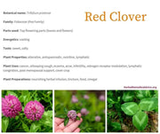 2000 Red Clover Seeds for Plating Flower Seeds Trifolium Pratense Heirloom Seeds