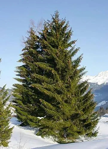 30 Seeds Norway Spruce Tree Seeds, Picea Abies, Non-GMO (Evergreen, Fast) Grown in Illinois USA