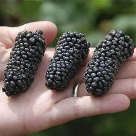 60 Seeds Giant BlackBerry Seeds Black Berry Raspberry Seeds Huge Fruit Rubus Bush Fruit Jocad Giant Fruit Seeds