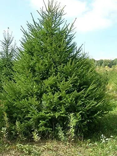 30 Seeds Norway Spruce Tree Seeds, Picea Abies, Non-GMO (Evergreen, Fast) Grown in Illinois USA