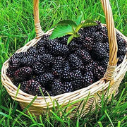 60 Seeds Giant BlackBerry Seeds Black Berry Raspberry Seeds Huge Fruit Rubus Bush Fruit Jocad Giant Fruit Seeds