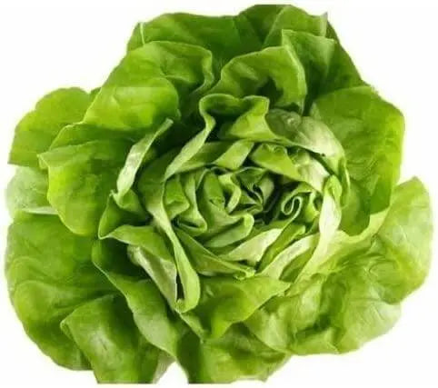 2000 Crisphead Lettuce Seeds Iceberg, Loose-Leaf, and butterhead Vegetable Seeds 100% Organic Non-GMO