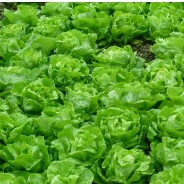 2000 Crisphead Lettuce Seeds Iceberg, Loose-Leaf, and butterhead Vegetable Seeds 100% Organic Non-GMO