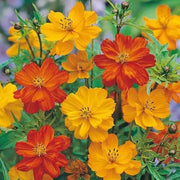 Cosmos Seeds 2000 Flower Seeds Hat HOA Sao Nhai Mix Color Cosmos Bipinnatus Aster Asteraceae Seeds (Multi) for Planting