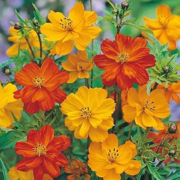 Cosmos Seeds 2000 Flower Seeds Hat HOA Sao Nhai Mix Color Cosmos Bipinnatus Aster Asteraceae Seeds (Multi) for Planting