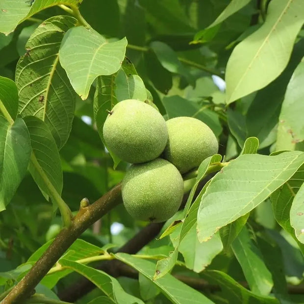 English Walnut Tree Seeds for Planting 10 Seeds Juglans regia Persian Walnut Carpathian Walnut Common Walnut