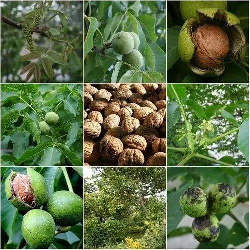 English Walnut Tree Seeds for Planting 10 Seeds Juglans regia Persian Walnut Carpathian Walnut Common Walnut