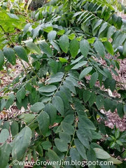 150 Katuk Seeds Star Gooseberry Sweet Leaf Edible-leafed Seeds Hat Rau Bo Ngot Sauropus Androgynus Katuk Plant Seeds Rau Bo Ngot