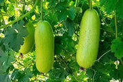 120 Winter Melon Seeds, Bi dao Chanh White Ash Benincasa Hispida Seeds Tong Qwa White Gourd Squash, Winter Gourd Wax Gourd/Dong Gua Pumpkin ash Seeds Non-GMO