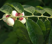 150 Katuk Seeds Star Gooseberry Sweet Leaf Edible-leafed Seeds Hat Rau Bo Ngot Sauropus Androgynus Katuk Plant Seeds Rau Bo Ngot