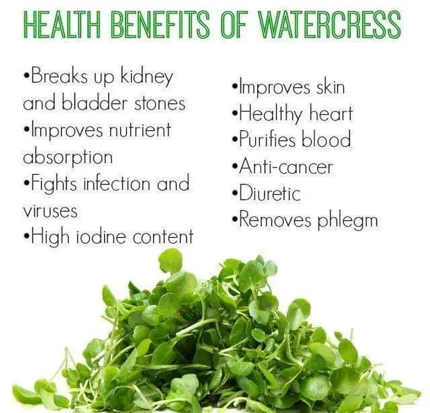 500 Watercress Seeds yellowcress Lettuce Seeds Xa lach xoong CAI be xoong Organic Vegetable Seeds for Planting Non-GMO