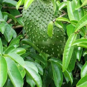Soursop Leaf Tea La Mang Cau Xiem Herbal Tea Aka Guanabana leaf of custard apple, guanabana, guyabano, graviola, or Brazilian paw paw Herbal medicine 100 Gram