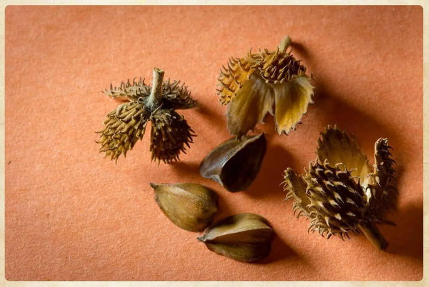 15 Beech Seed Beech Tree Seeds,European Beech Seeds (Fagus sylvatia) - American Beech - Fagus hayatae Seeds - Fagus Japonica Maxim Seeds for Planting