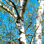 100 Seeds - Birch Tree Seeds (Himalayan Birch/Betula utilis Seeds) | River Birch, Dwarf Birch, Cherry Birch or Bog Birch Tree Seeds for Planting - Non-GMO Weeping Silver Birch Seeds