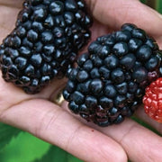 200 Seeds - Giant BlackBerry Seeds, Black Berry Raspberry Seeds - Huge Fruit Rubus Bush Fruit Jocad Giant Fruit Seeds for Planting Rubus Fruticosus, Caneberries, Bramble, Dewberry Sweet Juicy Fruit