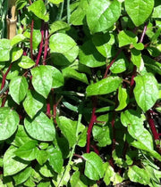 500 Seeds Red Malabar Spinach Seeds - Basella alba Pui, Vine Spinach, red Vine Spinach, Climbing Spinach, Creeping Spinach, Buffalo Spinach, Malabar Spinach and Ceylon Spinach
