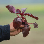 3000 Seeds - Red Amaranth Seeds, Non-GMO Rau Den | Red Bhaji/Red Amaranth, Machali Pottanam, Round Leaf | Perfect for Home Garden - The Rike