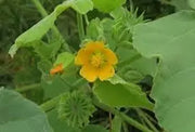 100 Velvetleaf Seeds for Planting Button Bush Plant Abutilon Theophrasti Velvetweed Crown Weed Buttonweed Seeds Lantern Mallow Butterprint Pie Marker Indian Mallow Seeds