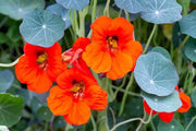 500 Tropaeolum majus Nasturtium Seeds for Planting | Heirloom Non-GMO Vining Flower Seeds Indoor Outdoor Garden Seeds
