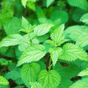 5000 Seeds - Stinging Nettle Seeds (Urtica dioica) for Planting Common Nettle or Burn Nettle | Non-GMO Burn Hazel Seeds to Grow Nettle Leaf & Nettle Stinger -The Rike