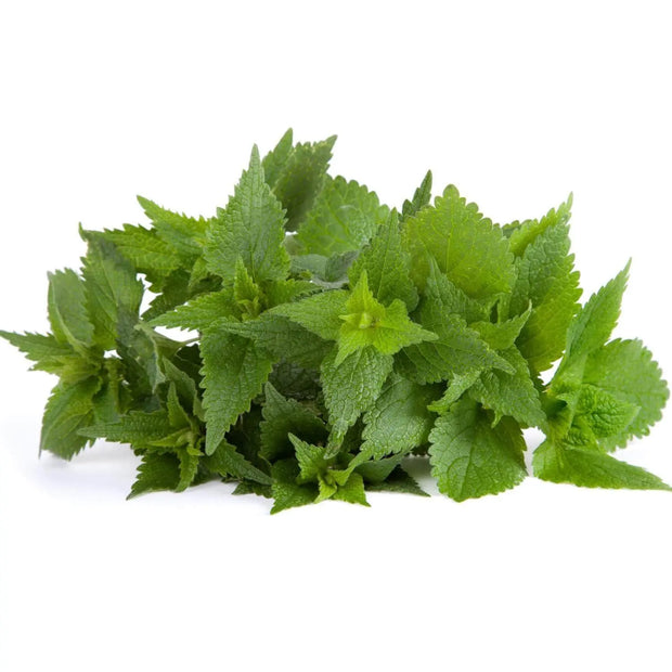 5000 Seeds - Stinging Nettle Seeds (Urtica dioica) for Planting Common Nettle or Burn Nettle | Non-GMO Burn Hazel Seeds to Grow Nettle Leaf & Nettle Stinger -The Rike