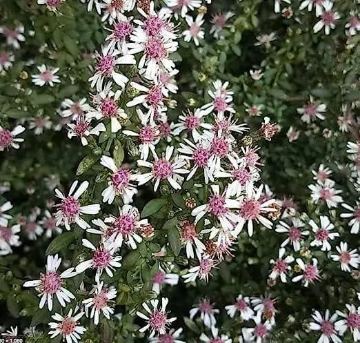 200 Seeds Calico Aster Seeds Symphyotrichum lateriflorum Flower Seeds Calico Aster Seeds, starved Aster, White Woodland Aster Seeds