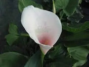Pink Arum Lily Seeds 20 Zantedeschia aethiopica Flower Seeds Calla Lily Araceae