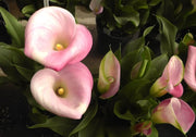 Pink Arum Lily Seeds 20 Zantedeschia aethiopica Flower Seeds Calla Lily Araceae