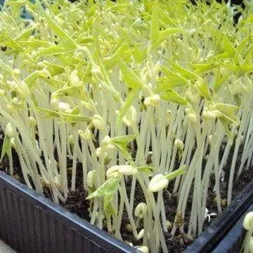 2000 Mung Bean Sprout Seeds Green Gram, Maash, Moong, Monggo, or munggo Seeds