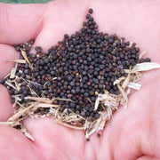1500 Seeds Kale Seeds/Vates Blue Curled Scotch Kale Seeds- Brassica oleracea VAR. Acephala Garden Vegetable Seeds