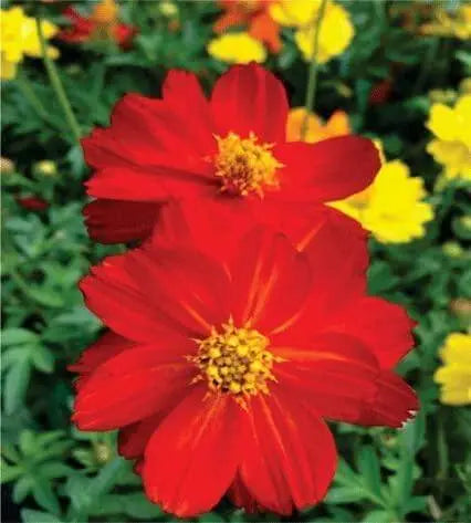 2000 red Cosmos Seeds Flower Seeds Color Cosmos Bipinnatus Aster Asteraceae Seeds (red) for Planting