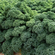 1500 Seeds Kale Seeds/Vates Blue Curled Scotch Kale Seeds- Brassica oleracea VAR. Acephala Garden Vegetable Seeds