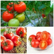 400 Seeds Tomato Seeds Non-GMO Solanum lycopersicum Fruit Garden Seeds