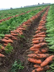 3000 Carrot Seeds Daucus Carota Seeds Non-GMO Vegetable Home Garden Seeds