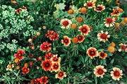 1000 Seeds Blanket Flower Seeds- Perennial Gaillardia- Wildflower Seeds- Perennial Wildflower Garden Seeds - Gaillardia aristata