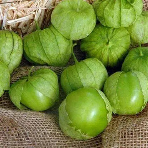 400 Husk Tomatoes Seeds tomatillio Seeds Mexican Husk Tomato Seeds Husk Tomatoes Tomatillo Grande Rio Verde Seeds for Planting Heirloom Non-GMO Seeds Physalis Philadelphica Physalis Ixocarpa